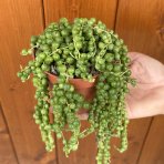 Starček (Senecio rowleyanus) - výška 20 cm, Ø 10 cm, kont. P11